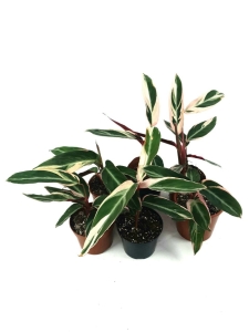 Stromanthe Triostar II gatunek