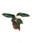 Stromanthe Triostar II gatunek