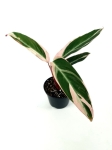 Stromanthe Triostar II gatunek