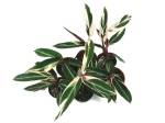 Stromanthe Triostar II gatunek