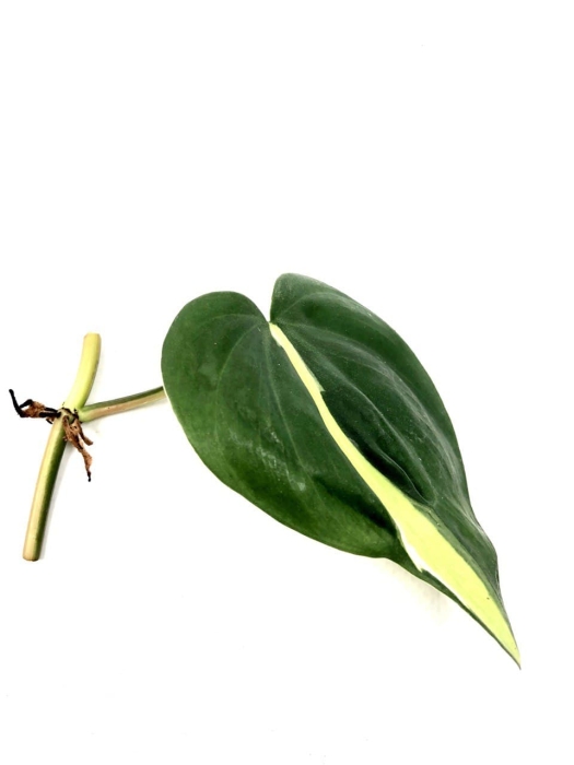 Philodendron cream splash / tricolor - cięty węzeł