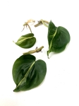 Philodendron cream splash / tricolor - cięty węzeł