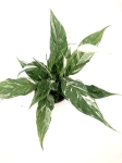 Spathiphyllum Domino - M