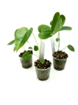 Anthurium lucens - S