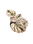 Begonia Chayo - S
