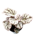 Begonia Chayo - S