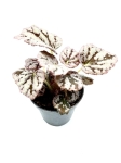 Begonia Chayo - S