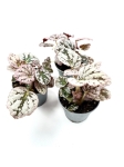 Begonia Chayo - S