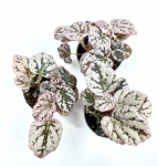 Begonia Chayo - S