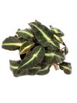 Begonia Listada - M
