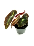Begonia Listada - S