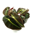 Begonia Listada - S
