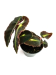 Begonia Listada - S