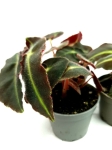 Begonia Listada - S