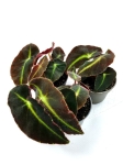Begonia Listada - S