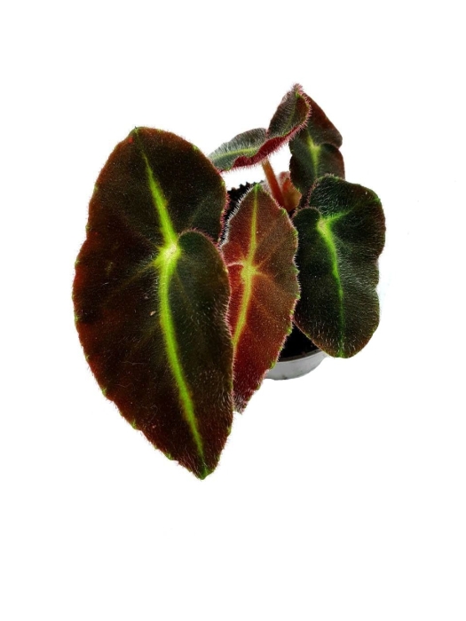 Begonia Listada - S