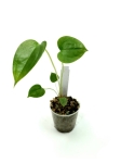 Anthurium lucens - S