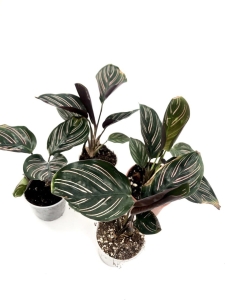 Calathea ornata sanderiana - 2 gatunek