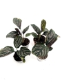 Calathea sanderiana - 2 gatunek - S