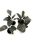 Calathea sanderiana - 2 gatunek - S