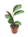 Ctenanthe sethosa - S