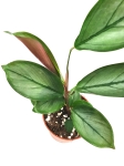 Ctenanthe sethosa - S