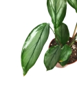 Ctenanthe sethosa - S