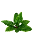  Philodendron melinonii - XL