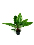  Philodendron melinonii - XL