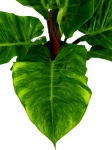  Philodendron melinonii - XL