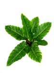  Philodendron melinonii - XL