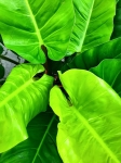  Philodendron melinonii Ghost - XL