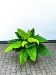  Philodendron melinonii Ghost - XL