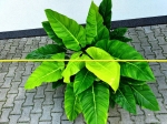  Philodendron melinonii Ghost - XL
