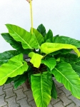  Philodendron melinonii Ghost - XL