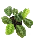  Marantha noid 