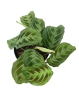  Marantha noid