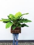  Philodendron melinonii Ghost - XL