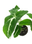 Syngonium Wendlandi - M