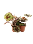 Begonia masoniana mountain - S