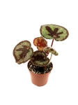 Begonia masoniana mountain - S