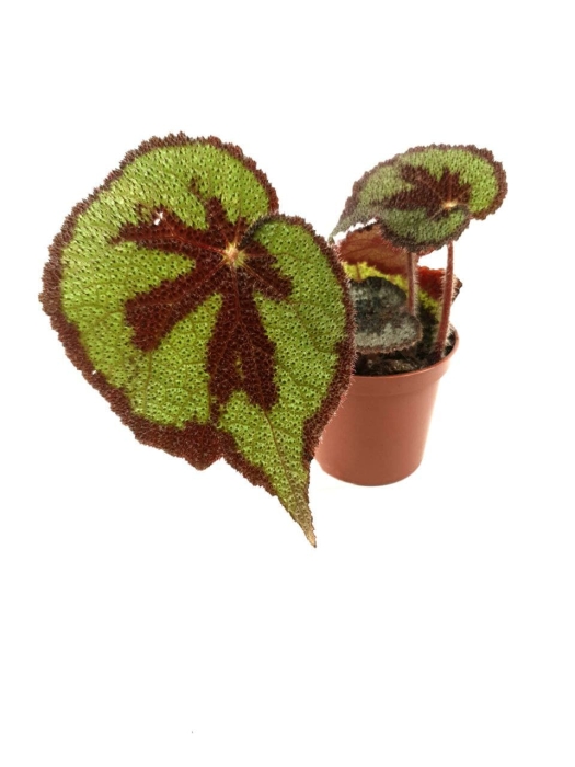 Begonia masoniana mountain - S