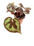 Begonia masoniana mountain - S