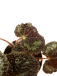 Begonia masoniana mountain - S