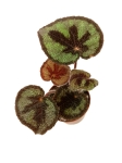 Begonia masoniana mountain - S