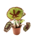 Begonia masoniana mountain - S