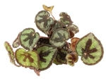 Begonia masoniana mountain - S