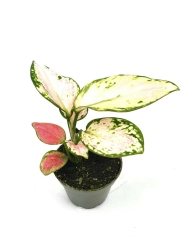 Aglaonema China Red