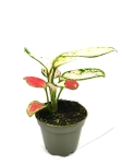 Aglaonema China Red - S