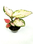 Aglaonema China Red - S